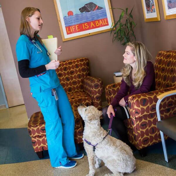 Specialty Consultation Southern Colorado Veterinary Internal Medicine