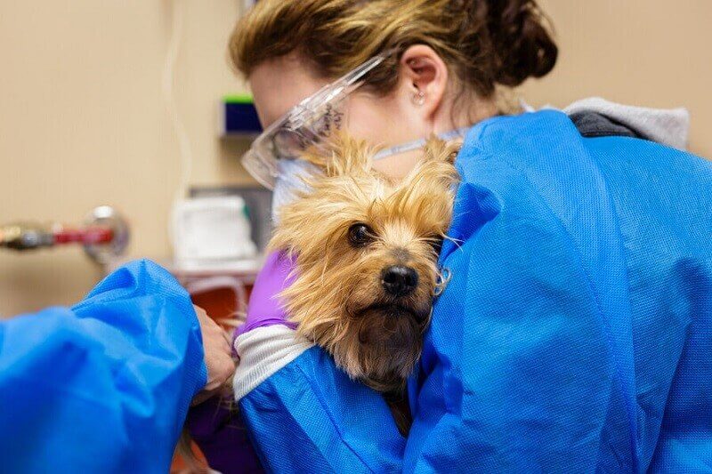 chemotherapy-for-dogs-and-cats-southern-colorado-veterinary-internal