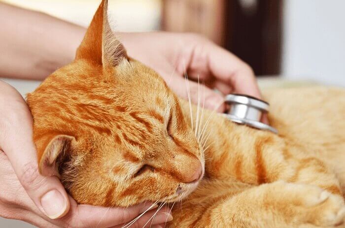 what-are-the-signs-of-heart-disease-in-cats-veterinary-specialists