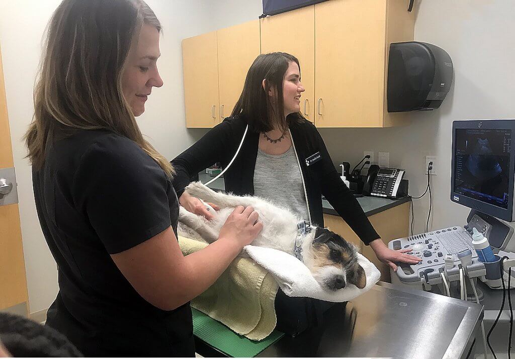 Veterinary ultrasounds are one of SCVIM's veterinary internal medicine specialties