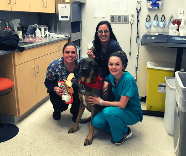 Pet Cancer Veterinary Internal Medicine Specialists