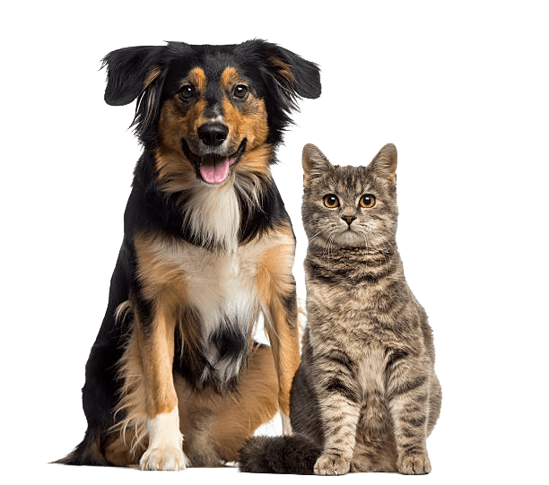 dog and cat veterinary