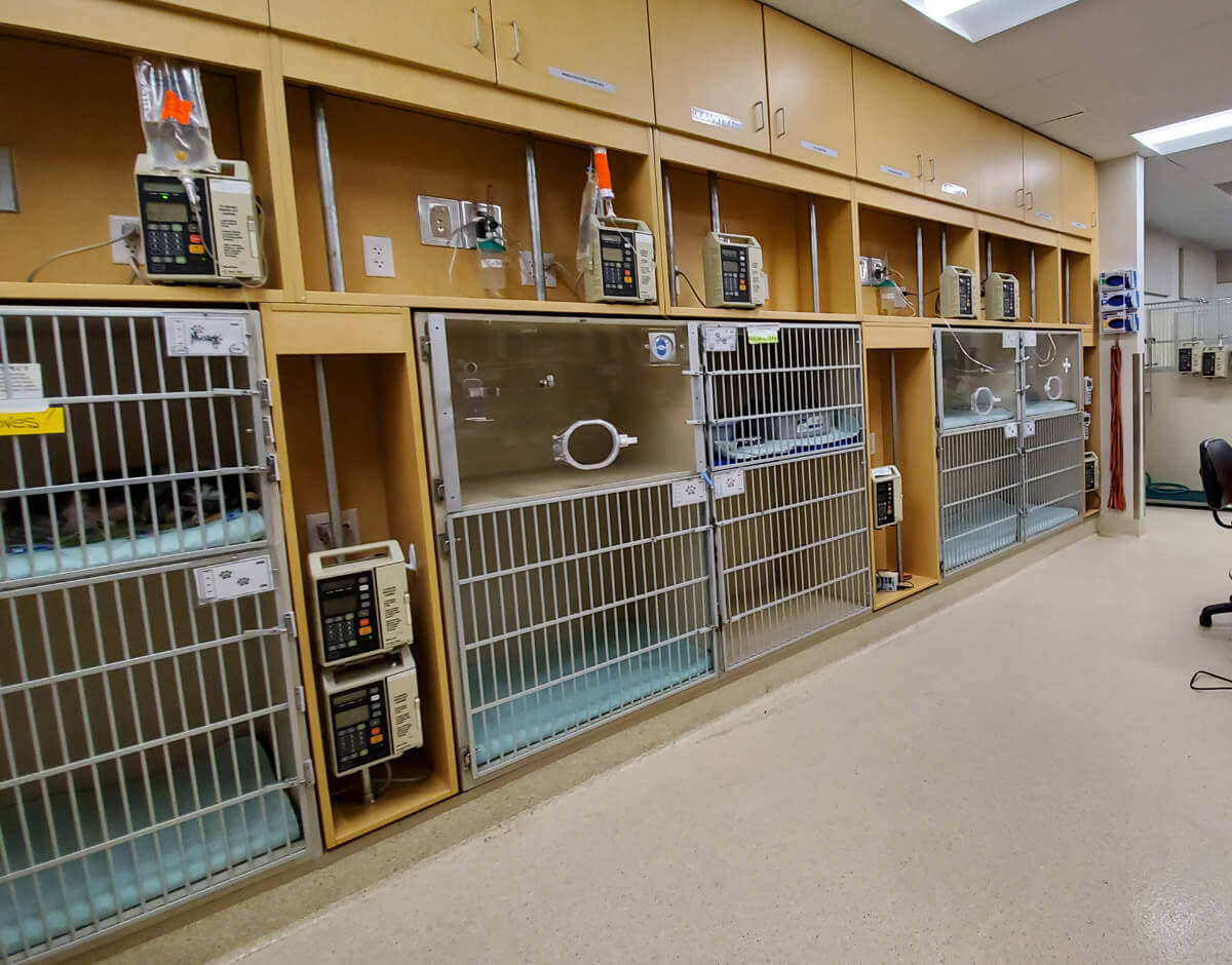 We have several kennels equipped for oxygen in our SCVIM, which provides 24-hour critical care for pets