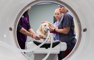 SCVIM performs Computed Tomogragraphy (CT) for dog and cats